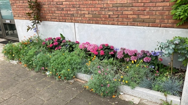 geveltuin_ottho_heldringstraat_204u-2_1