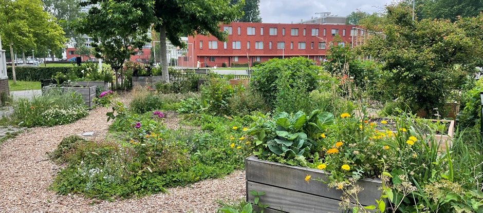 Groen in de buurt 